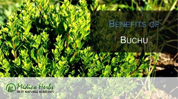 Benefits of Buchu