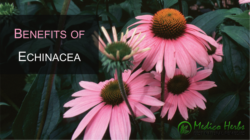Benefits of Echinacea