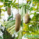 Kigelia Africana Powder – The African Beauty Secret (100g)